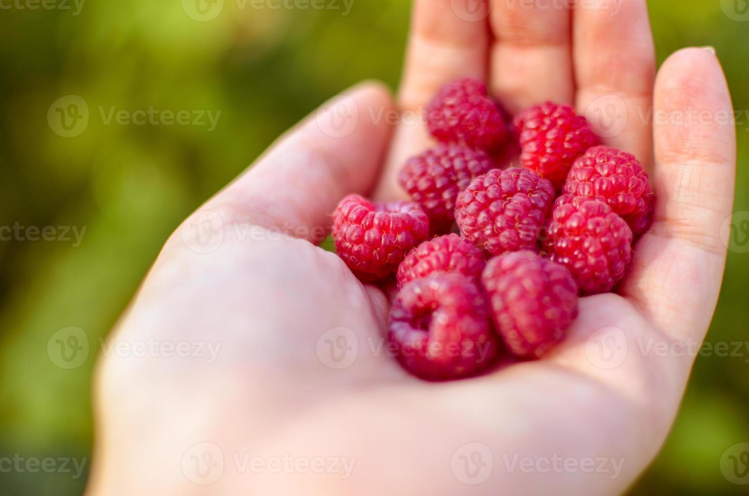 A hand with big red raspberries on background branches of raspberry photo