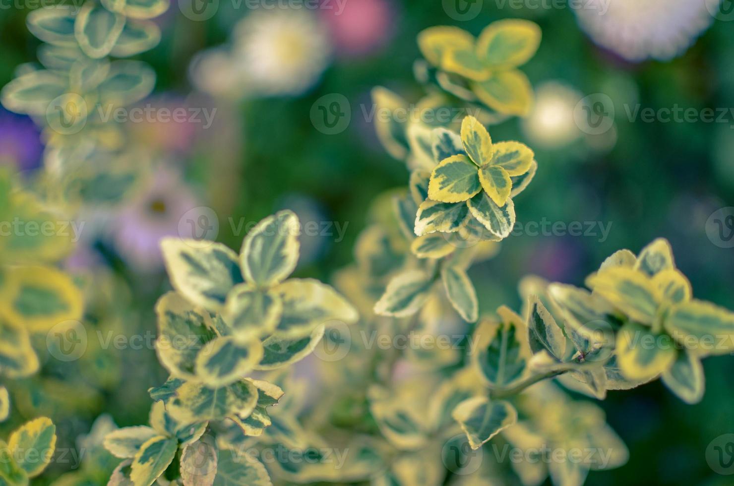 Branch of Euonymus fortunei spindle or Fortune's spindle photo