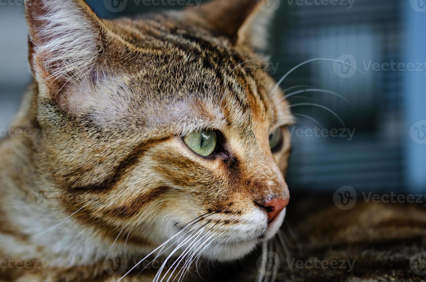 hermoso gato sobre fondo azul mira a su alrededor foto