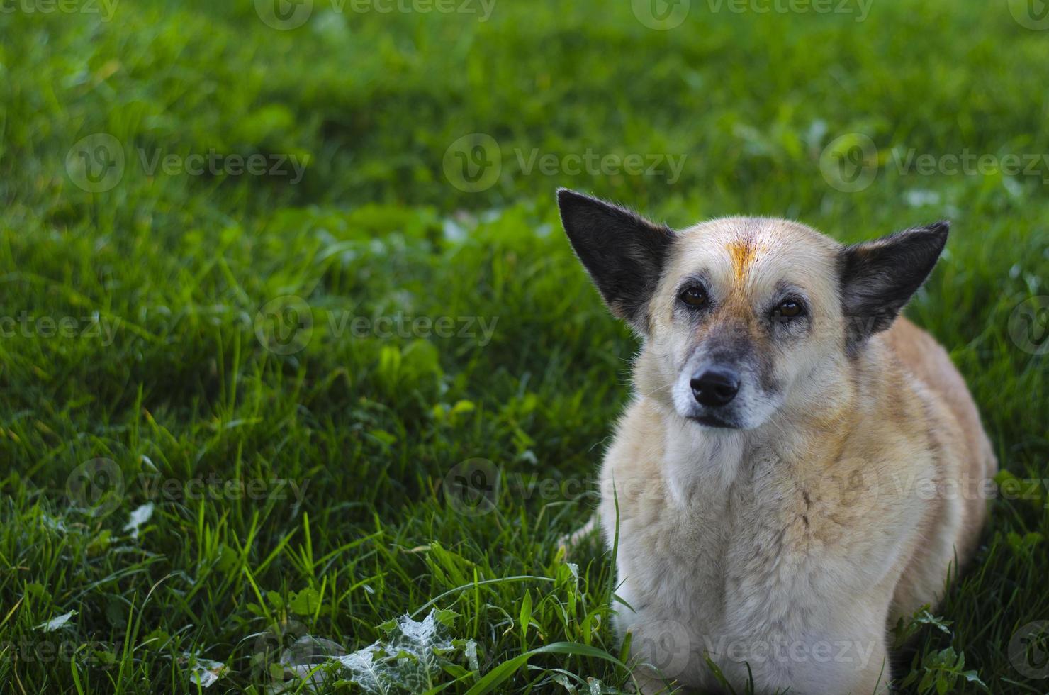 lindo perro sentado sobre la hierba verde foto