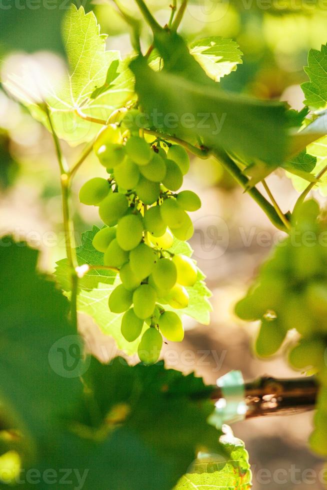 green grapes in the sun photo