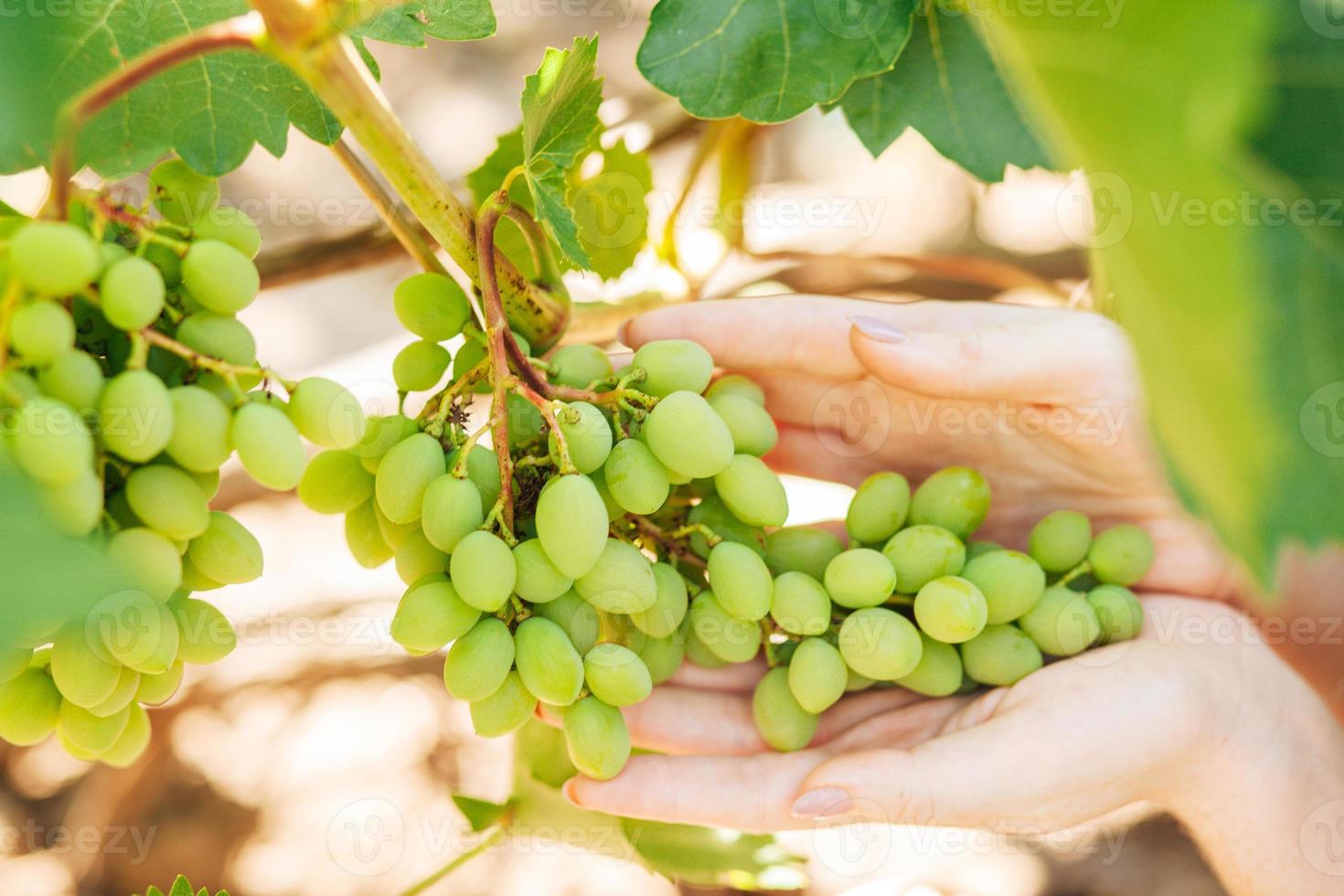 mano de mujer sostiene uvas verdes en verano foto