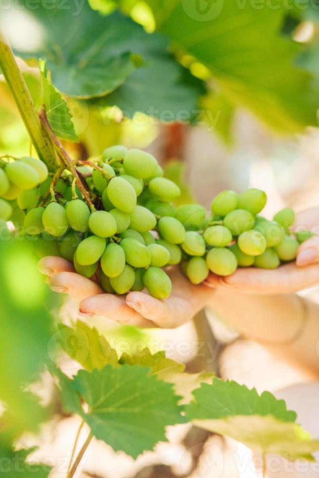 mano de mujer sostiene uvas verdes en verano foto