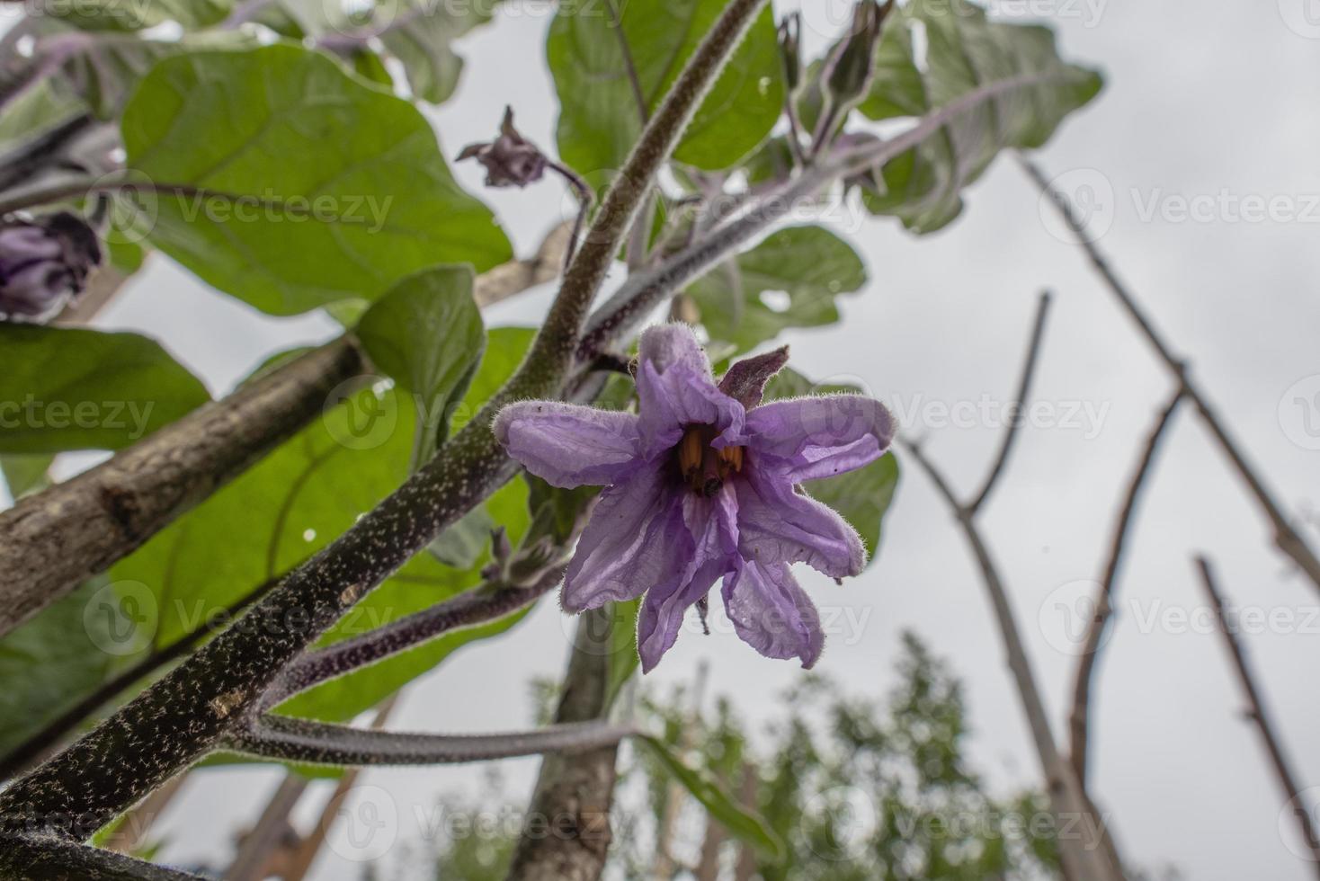 2021 07 17 Lago Di Santa Croce Solanum tuberosum 2 photo