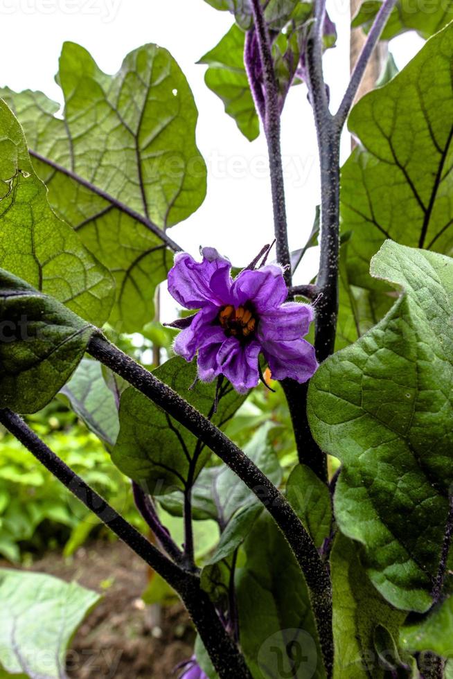 2021 07 17 lago di santa croce solanum melongena 1 foto