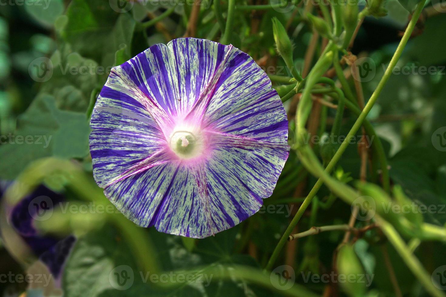 Floral Colour Disc photo