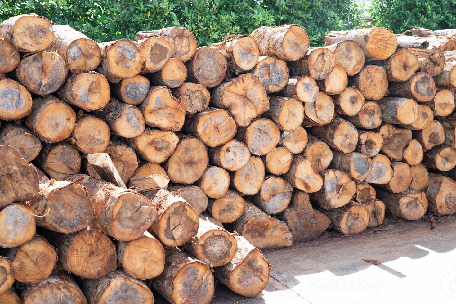 Pila de tronco de árbol de madera de stock en el bosque foto