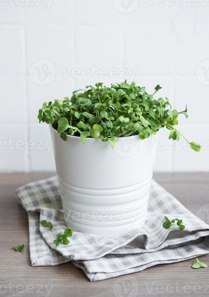 micro verdes. semillas de rábano germinadas. foto