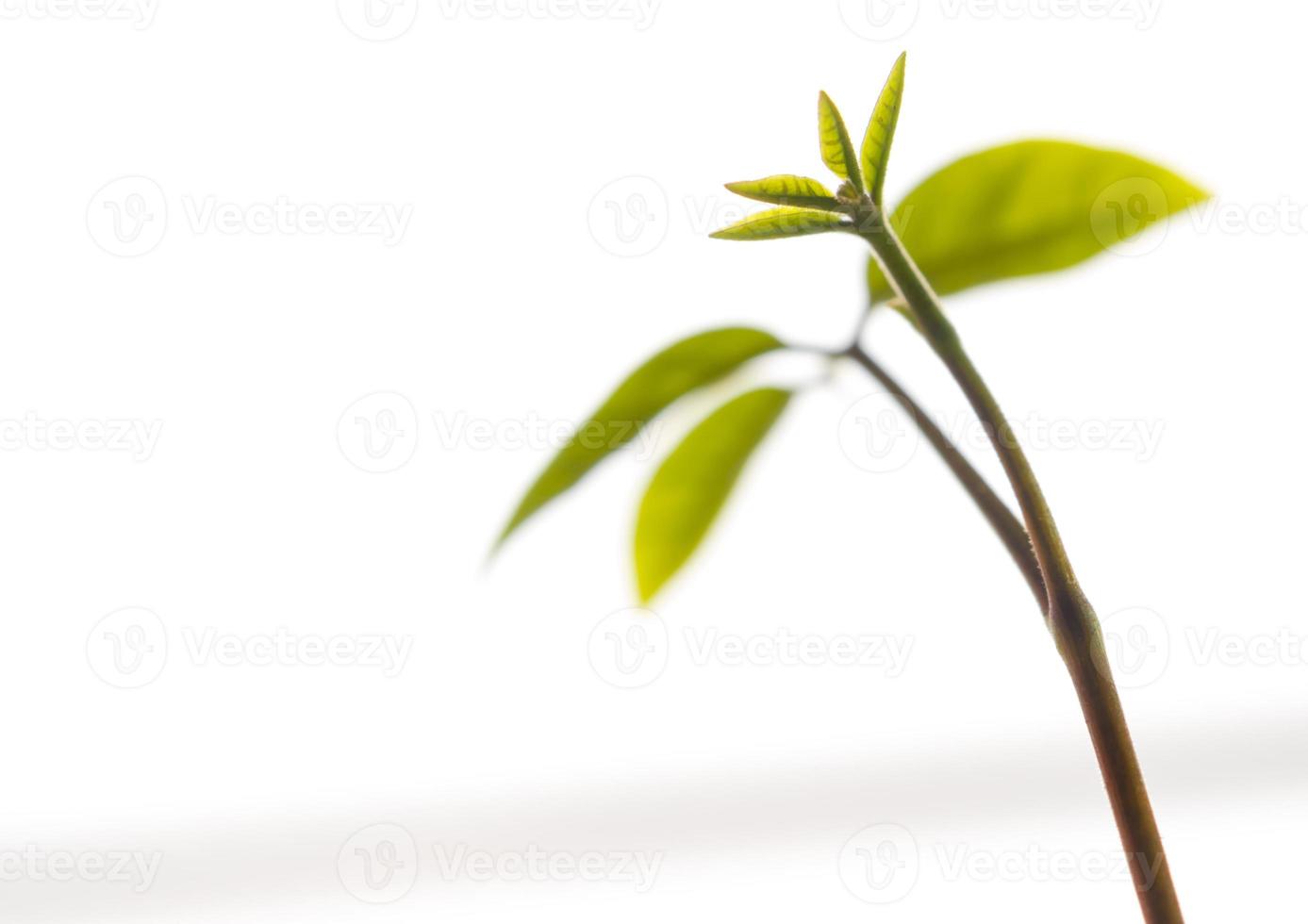 Hojas de yemas de plántulas de plantas jóvenes aisladas sobre fondo blanco. foto