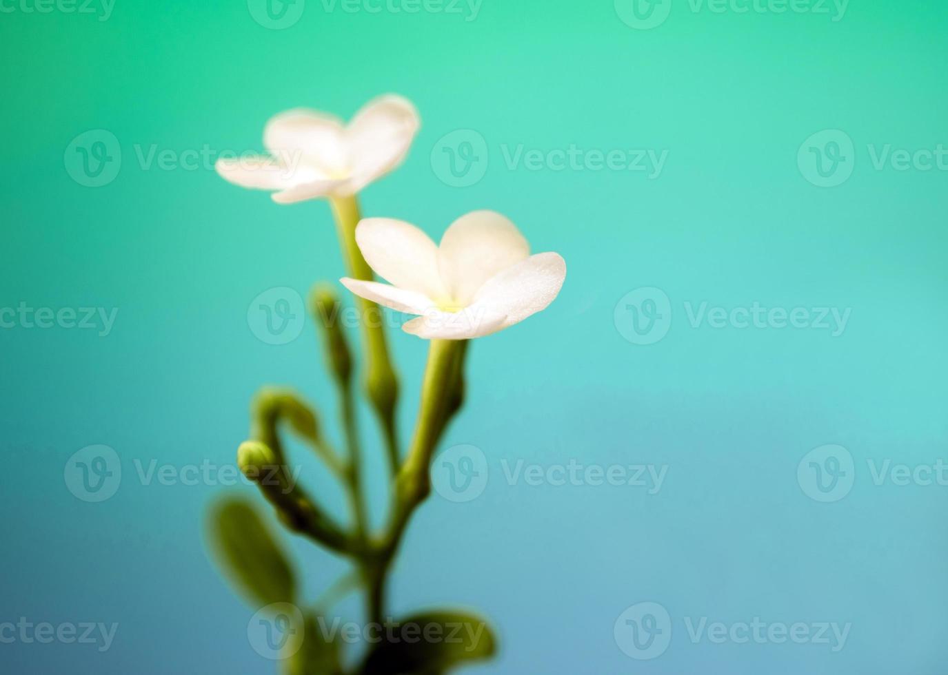 White flowers, small and fragile, Gerdenia Crape Jasmine photo