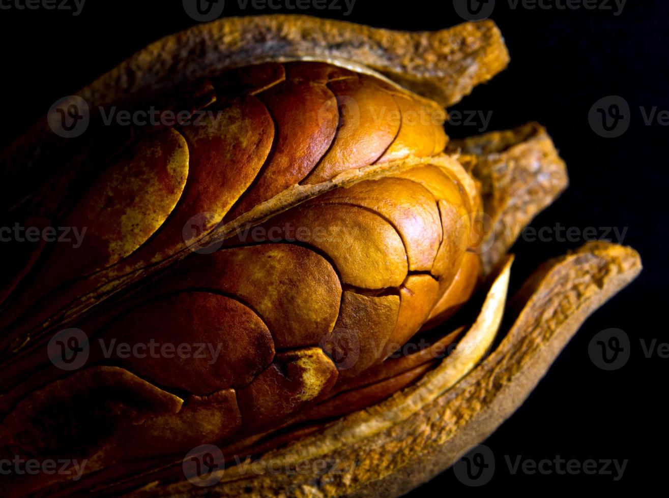 Pods and seeds of Mahogany on black background photo