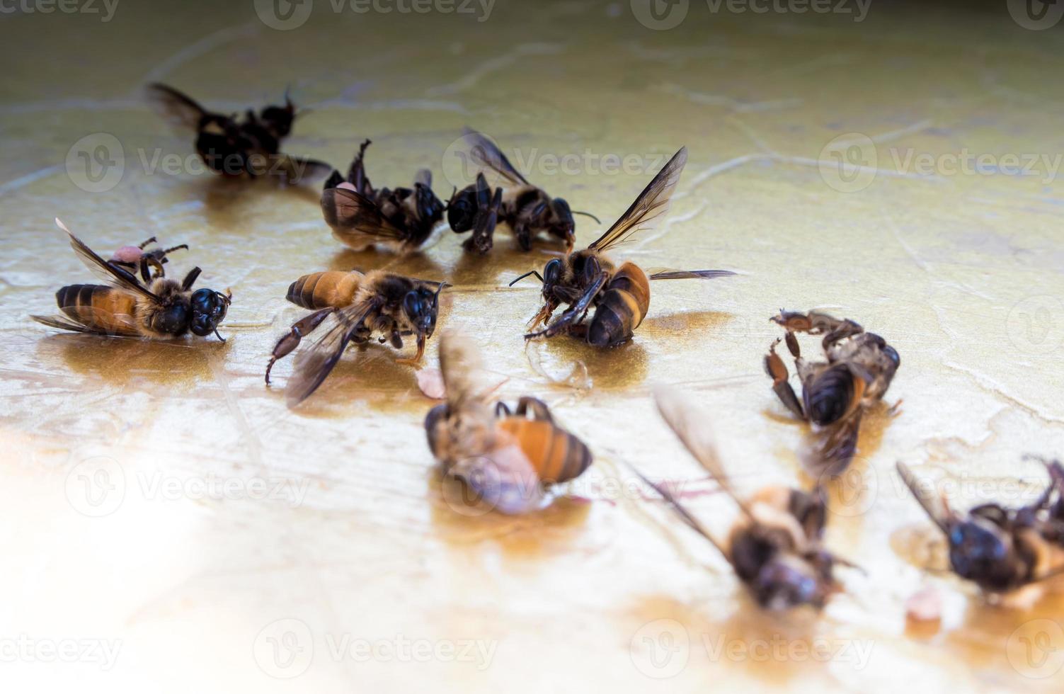 The remains of dead bees are strewn on the ground photo