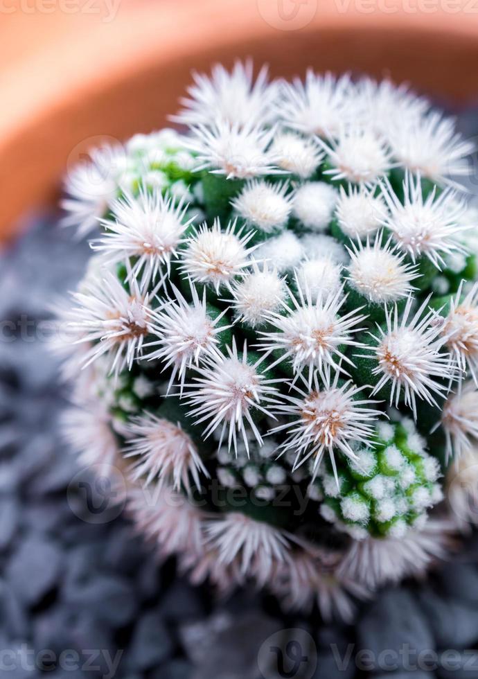 Cactus species Mammillaria vetula gracilis , Arizona Snowcap photo