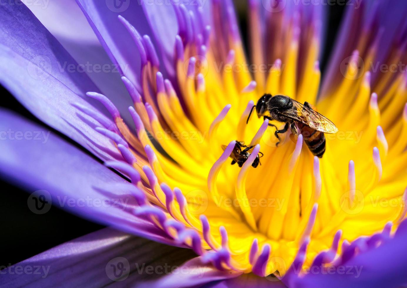 Bee in the blue petal and yellow pollen of water Lily photo