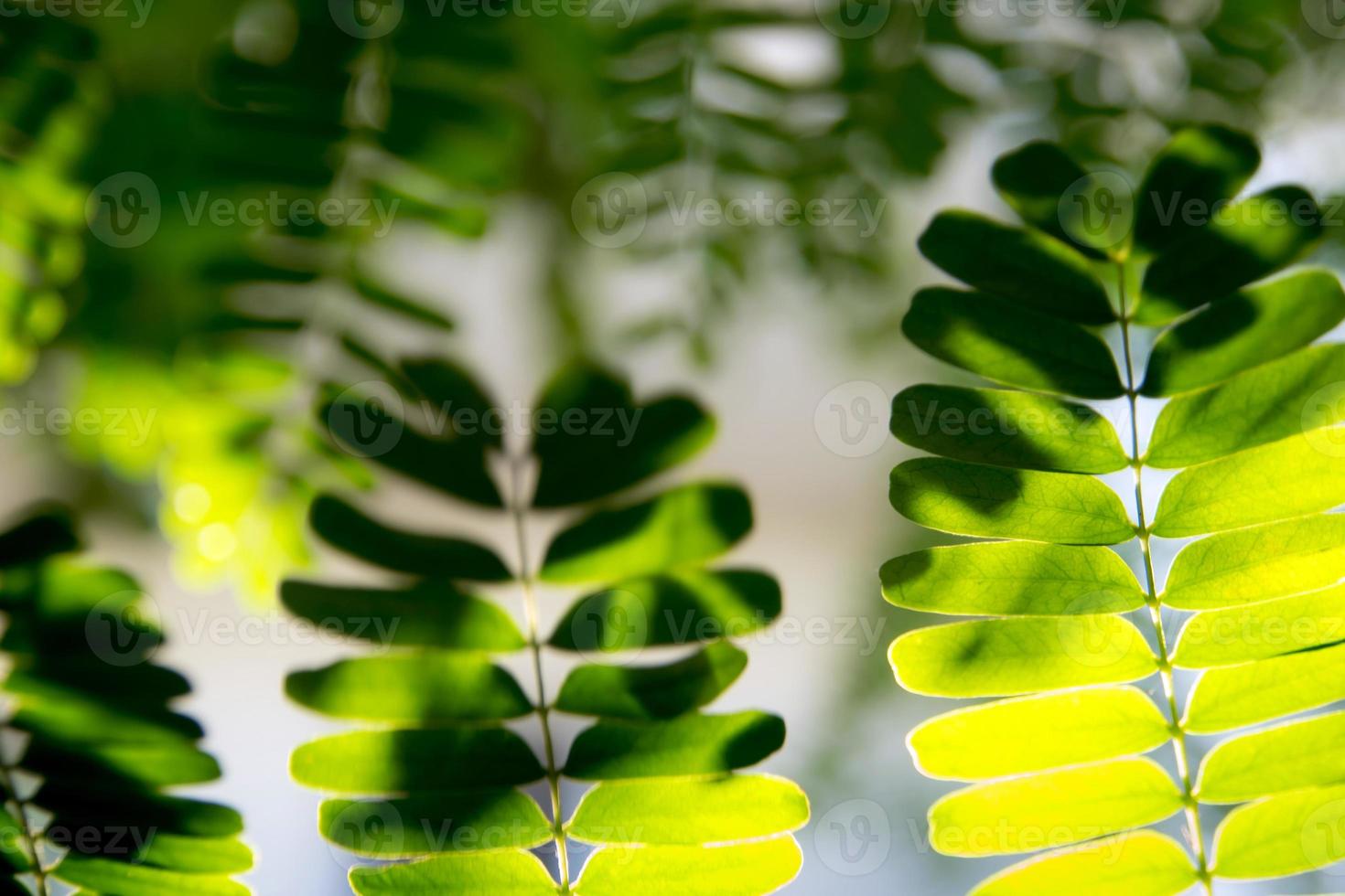 Light shines on the leaves of the tamarind tree photo