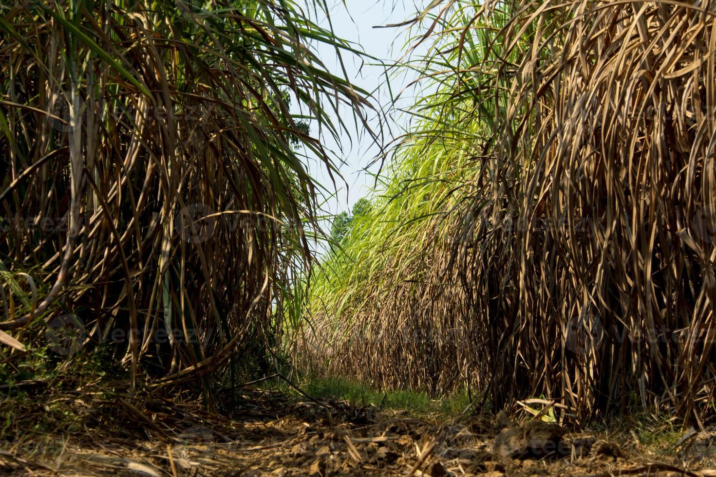 The dry cane leaves and overgrown cane flooded the head photo