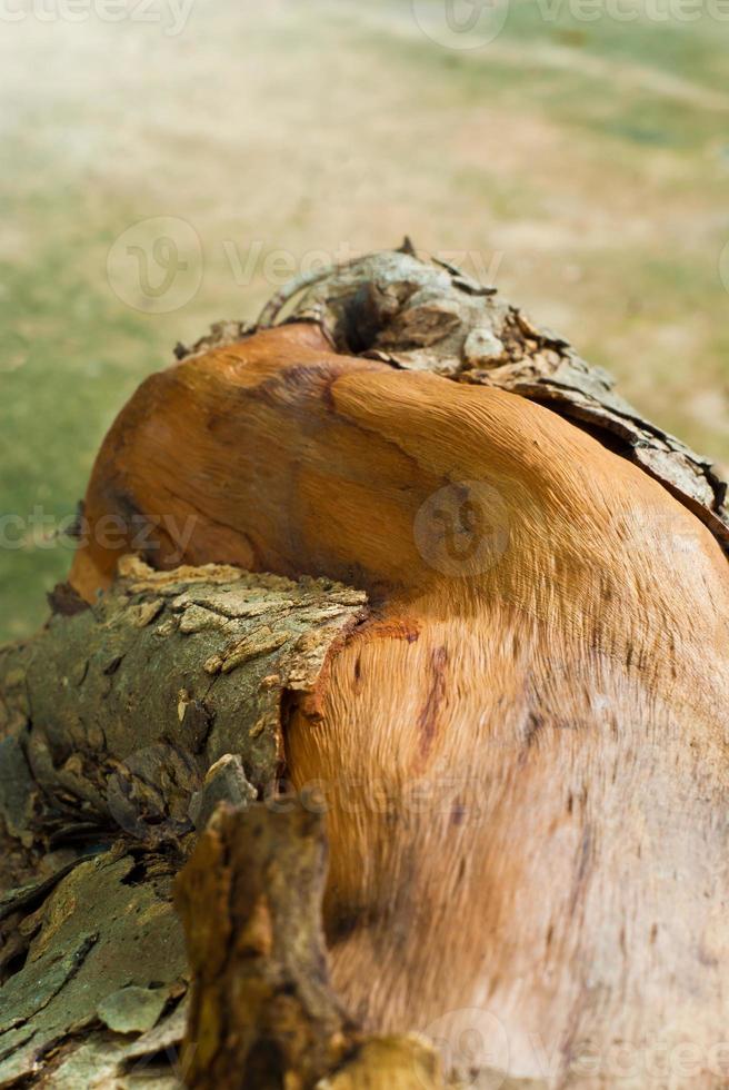 Cerca de la vieja textura de tocón de madera foto