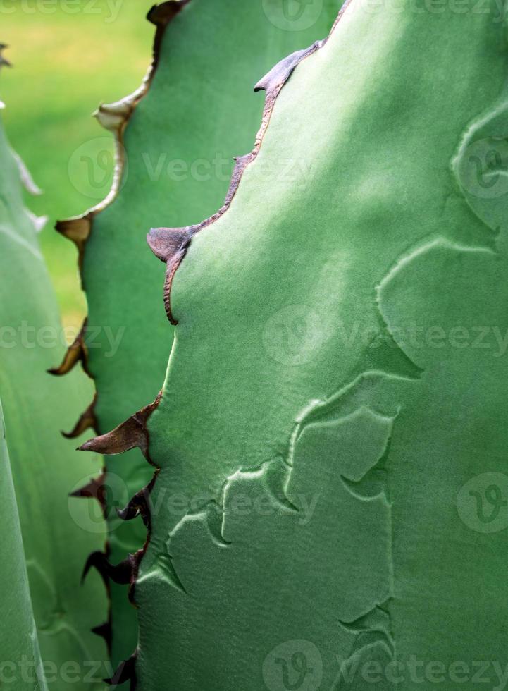 Succulent plant close-up, fresh leaves detail of Agave titanota Gentry photo