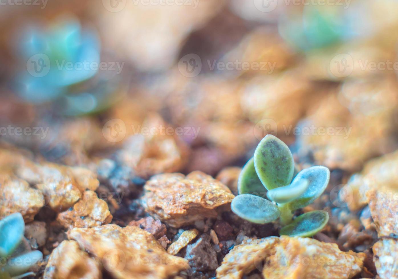 Small buds of kalanchoe sprout up on the rocky soils photo