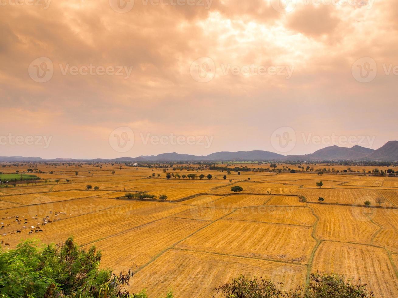 Cow herds in wide grassland livestock photo