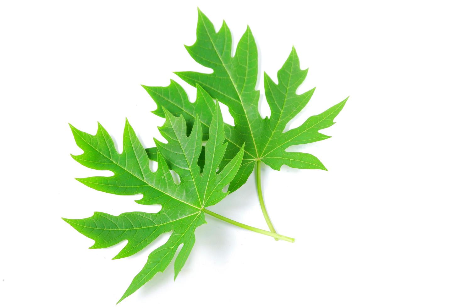 Papaya leaf isolated on a white background photo