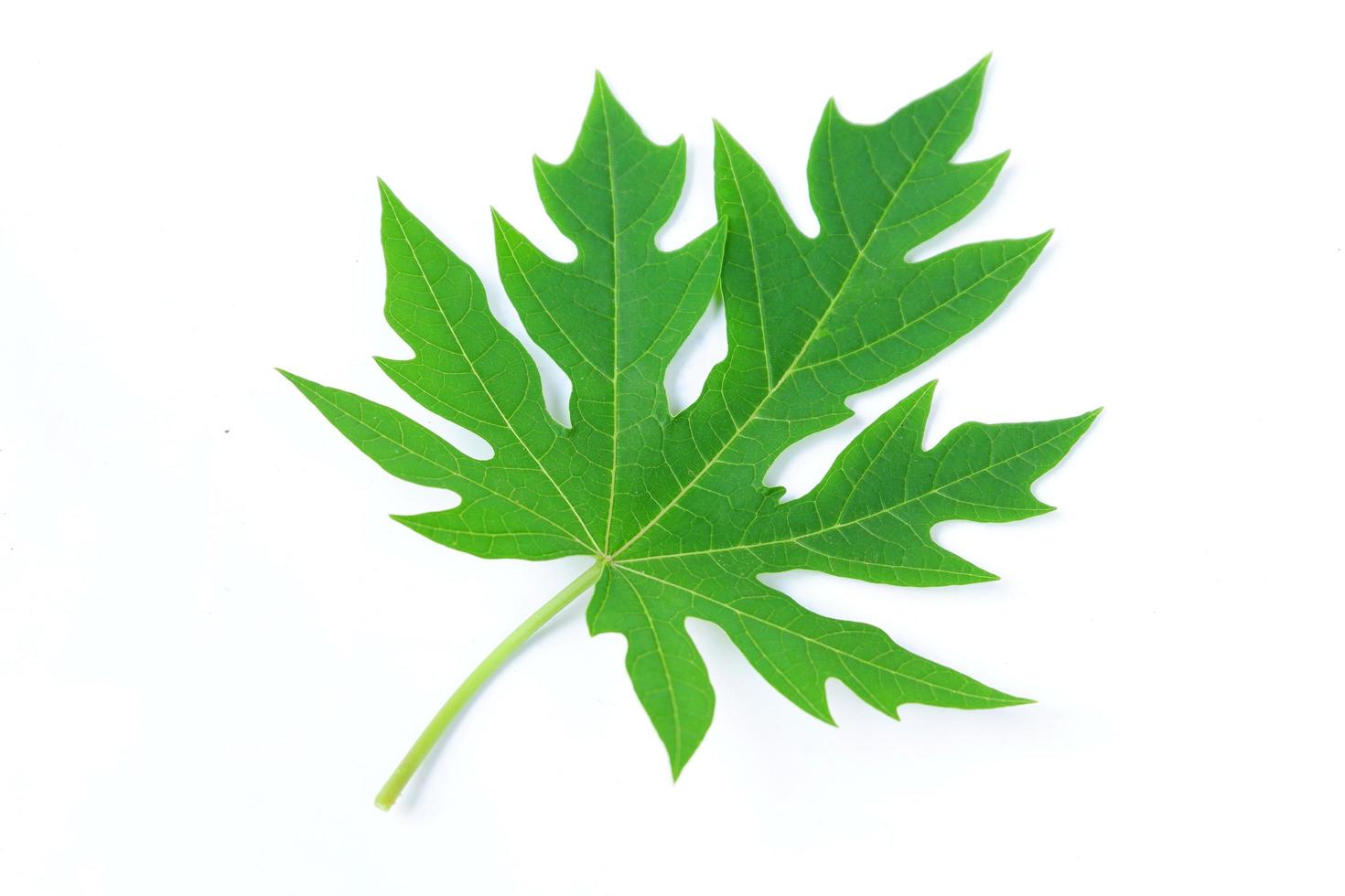 Papaya leaf isolated on a white background photo