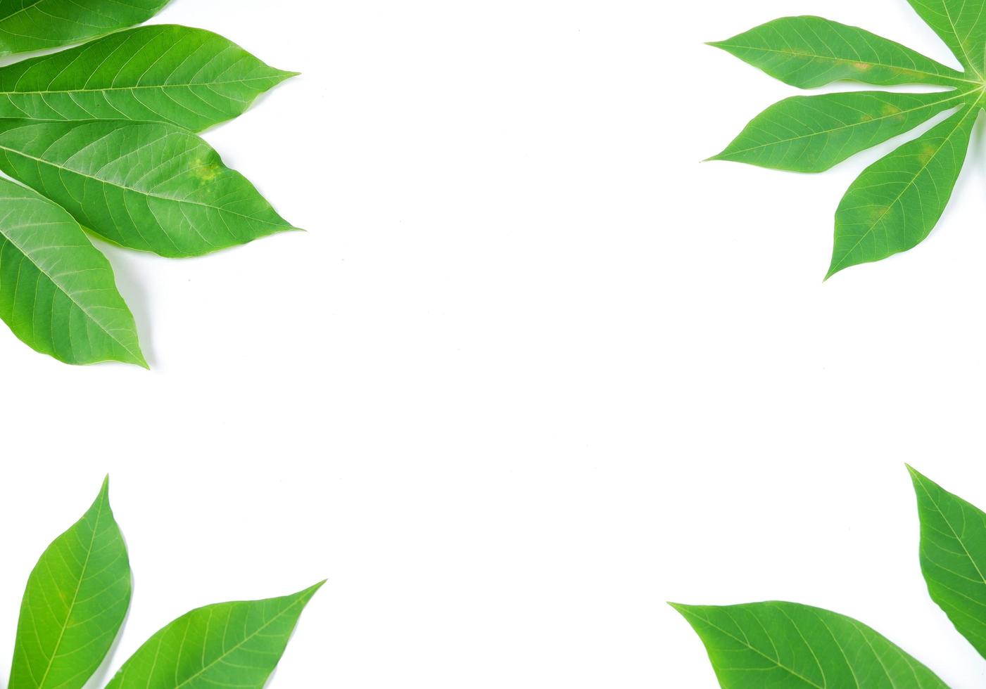 Cassava leaves isolated on a white background 3402211 Stock Photo at