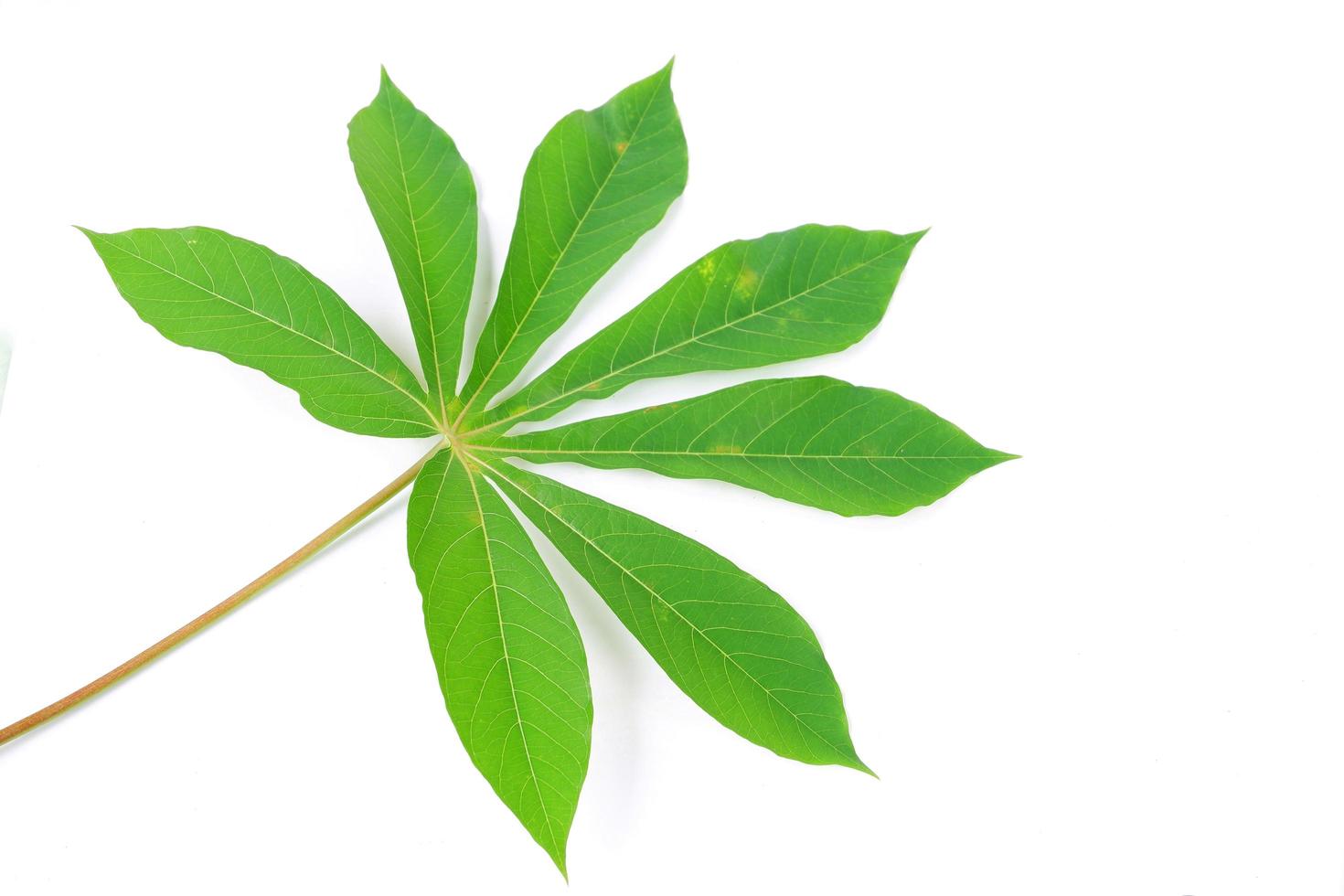 Cassava leaves isolated on a white background photo