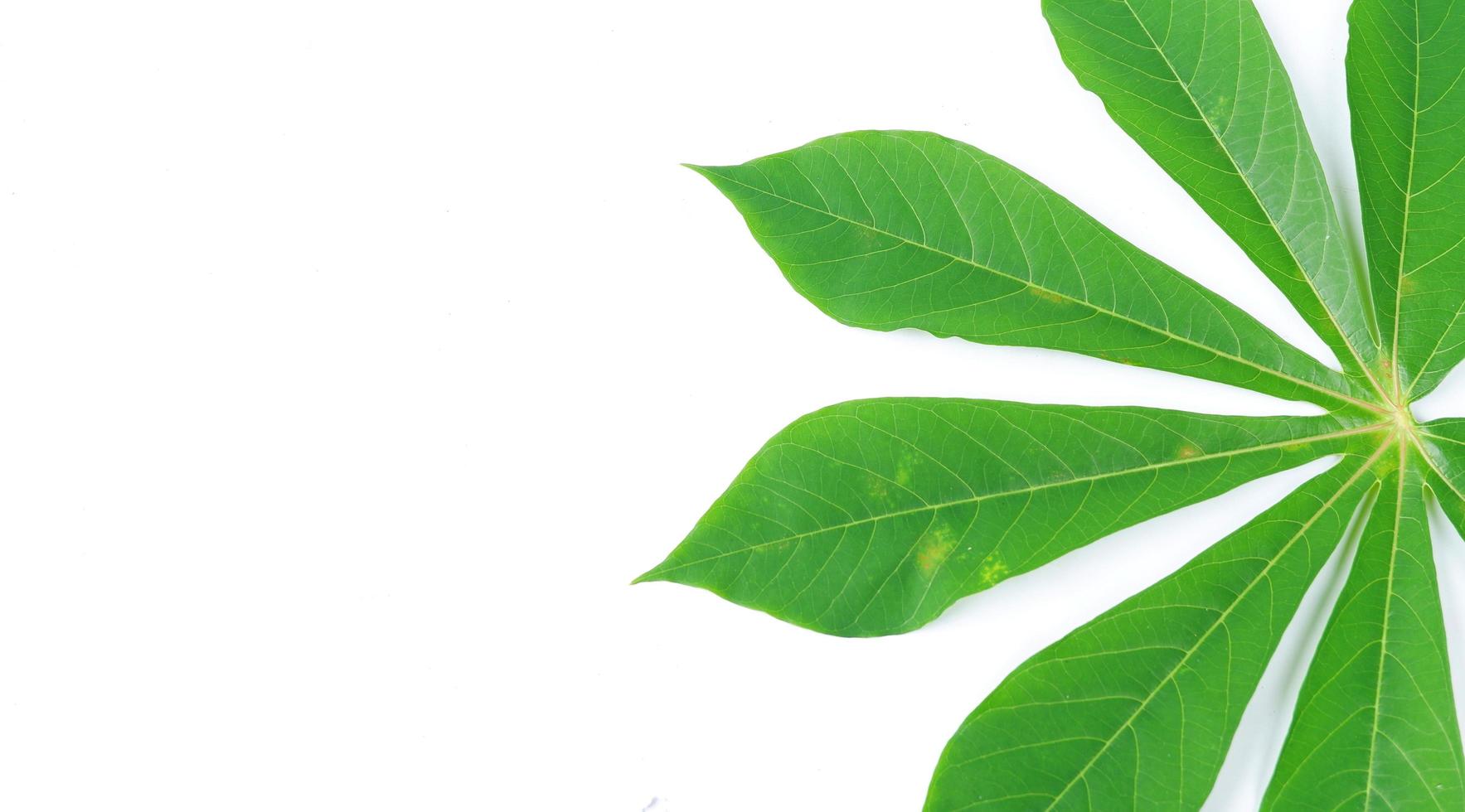 Cassava leaves isolated on a white background photo