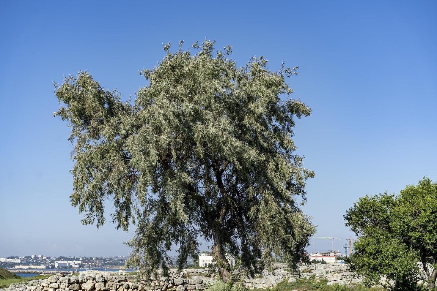 paisaje con las antiguas ruinas de chersonesos y un árbol. foto