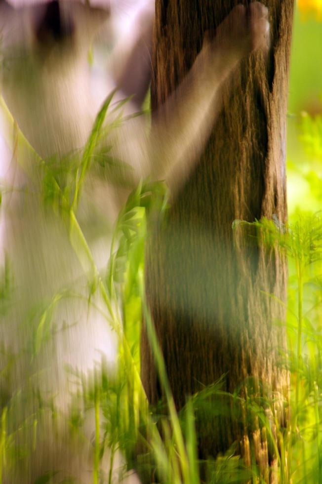 Movimiento borroso de un gato trepando a un árbol foto