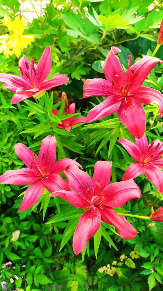 Red daylily flower. Scarlet flowering shrub in the design photo