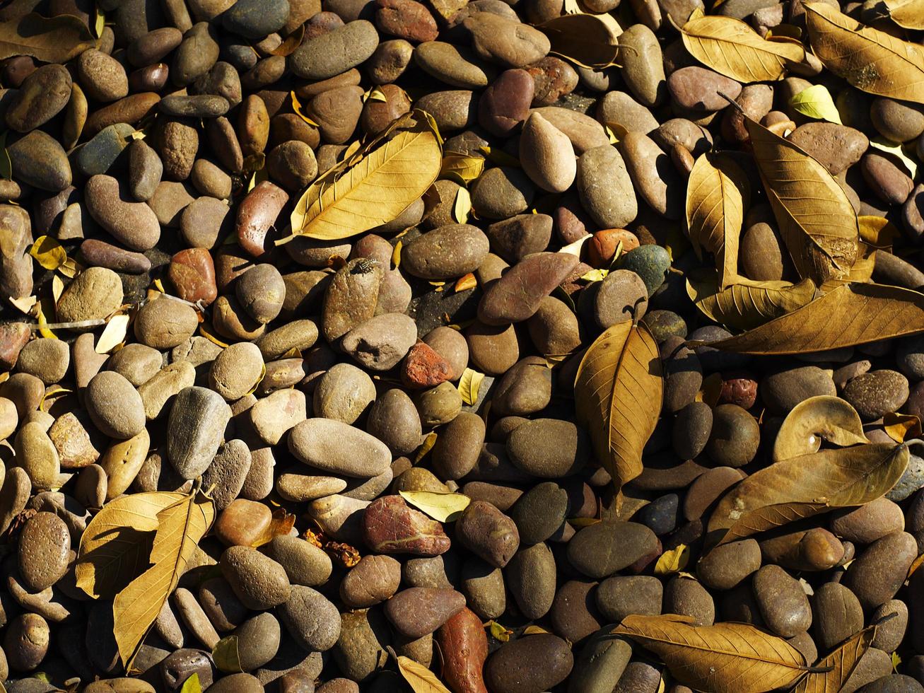 Rock and dry leaf in garden photo