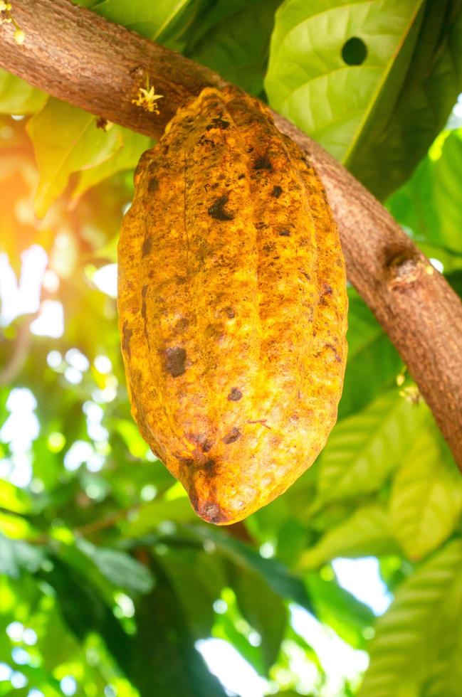 fruta de cacao madura amarilla en el árbol foto