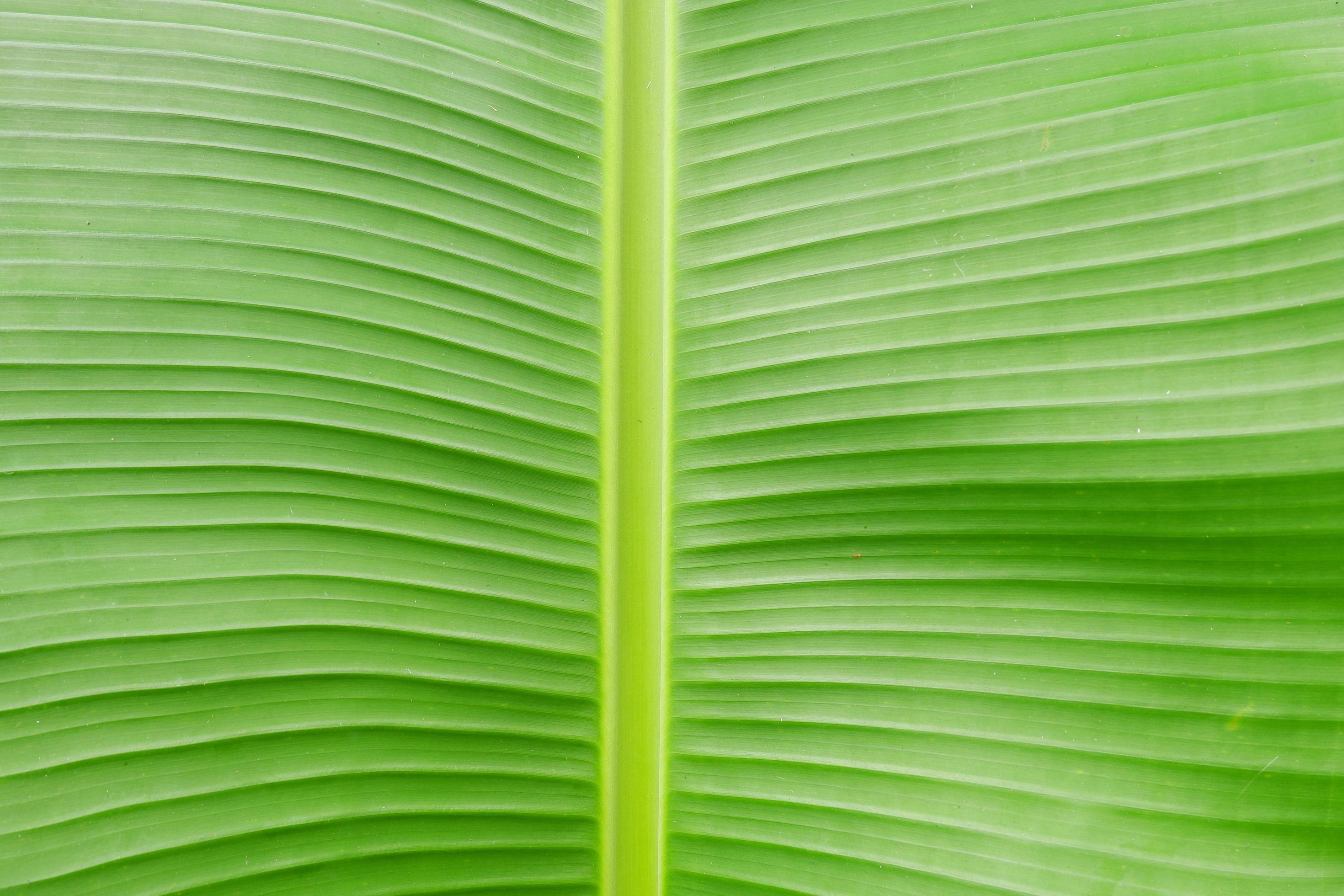 Close up banana leaf texture for background or wallpaper 3406348 Stock  Photo at Vecteezy