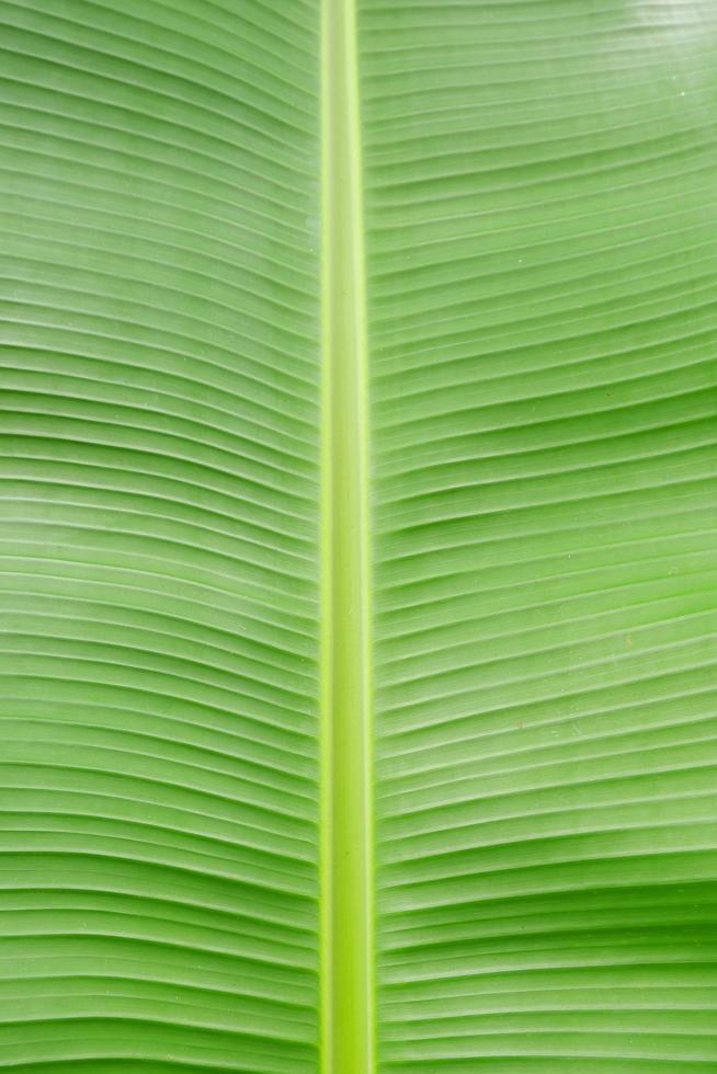 Close up banana leaf texture for background or wallpaper photo