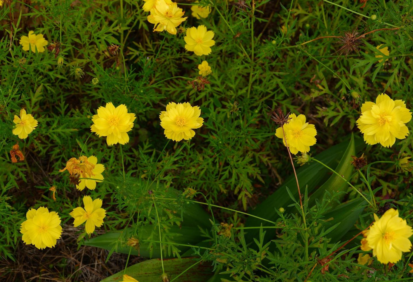 Hermosa flor de cosmos sulphureus en el jardín foto