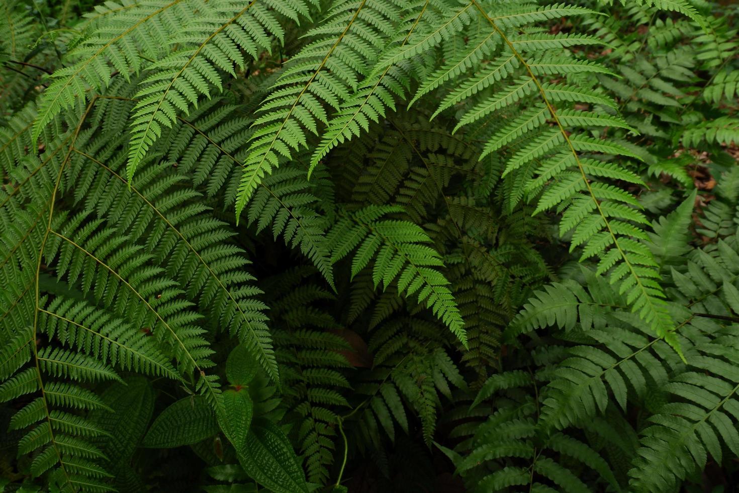 Cerrar textura de fondo de plantas silvestres o helechos foto