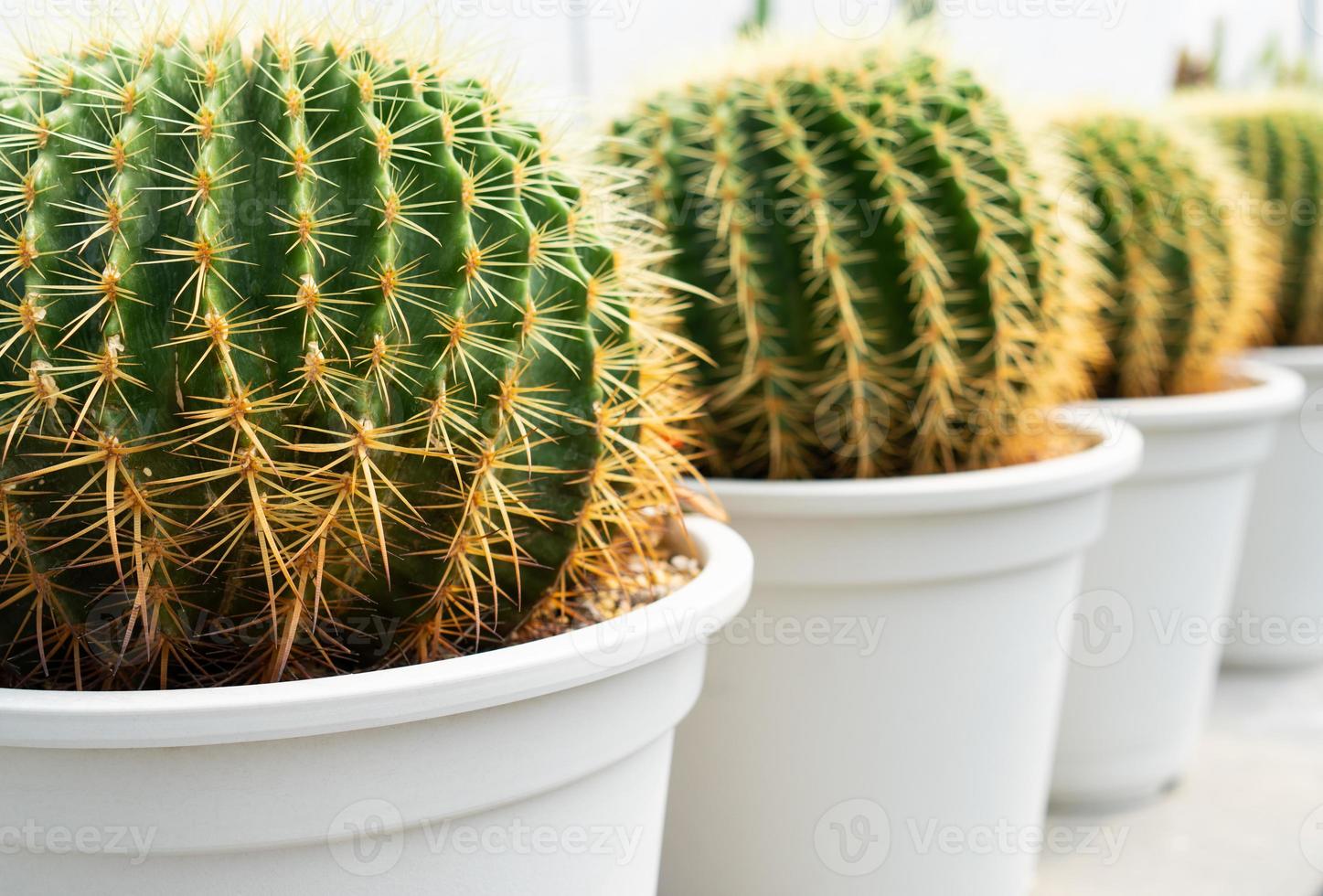 Close up picture of green cactus in the pot photo