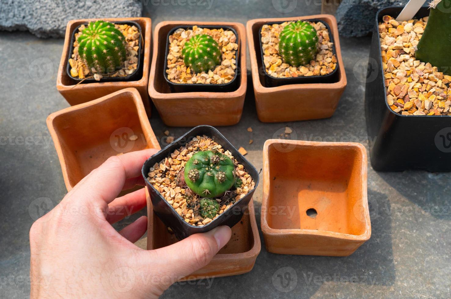 Cerrar imagen de la mano de la mujer plantando pequeños cactus en la vaina foto