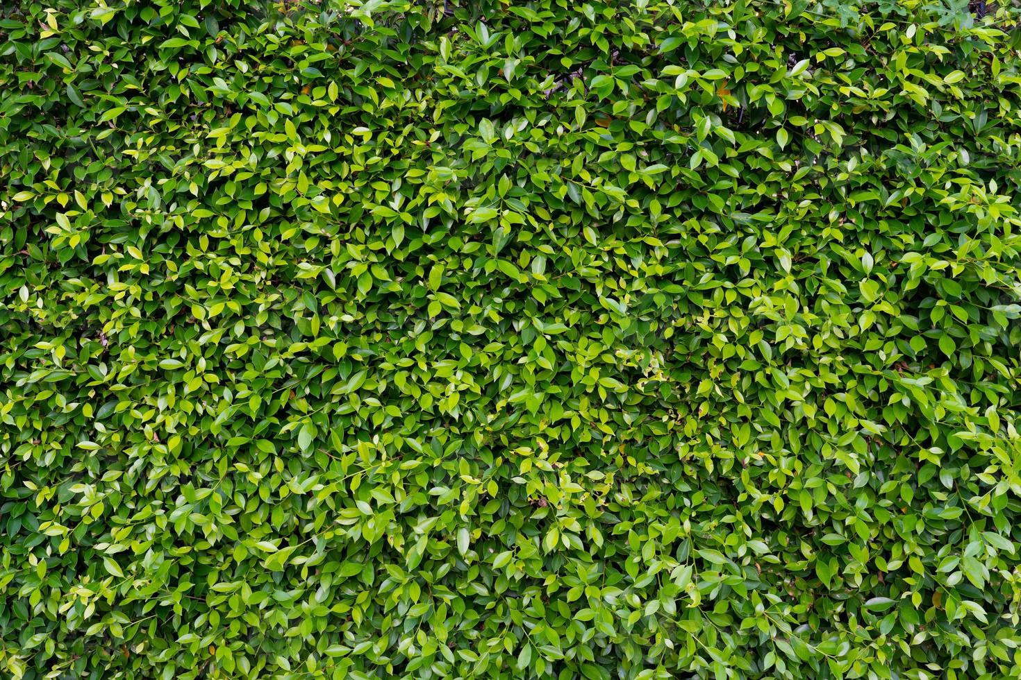 hermosa pared de plantas verde oscuro foto