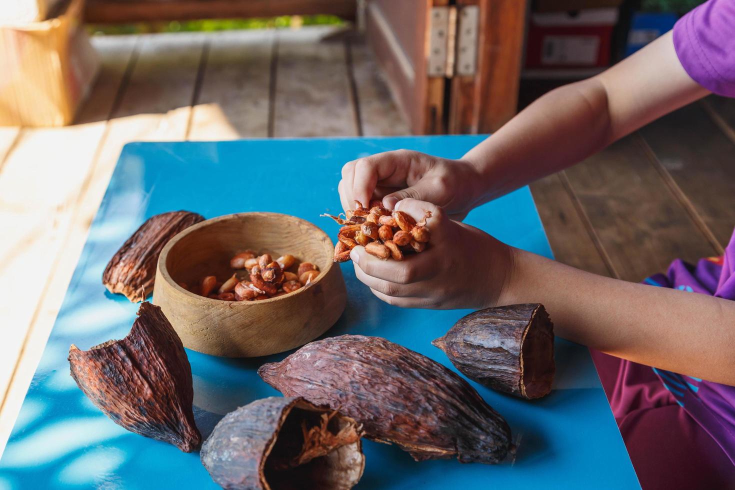 inspeccionar los granos de cacao para clasificarlos foto