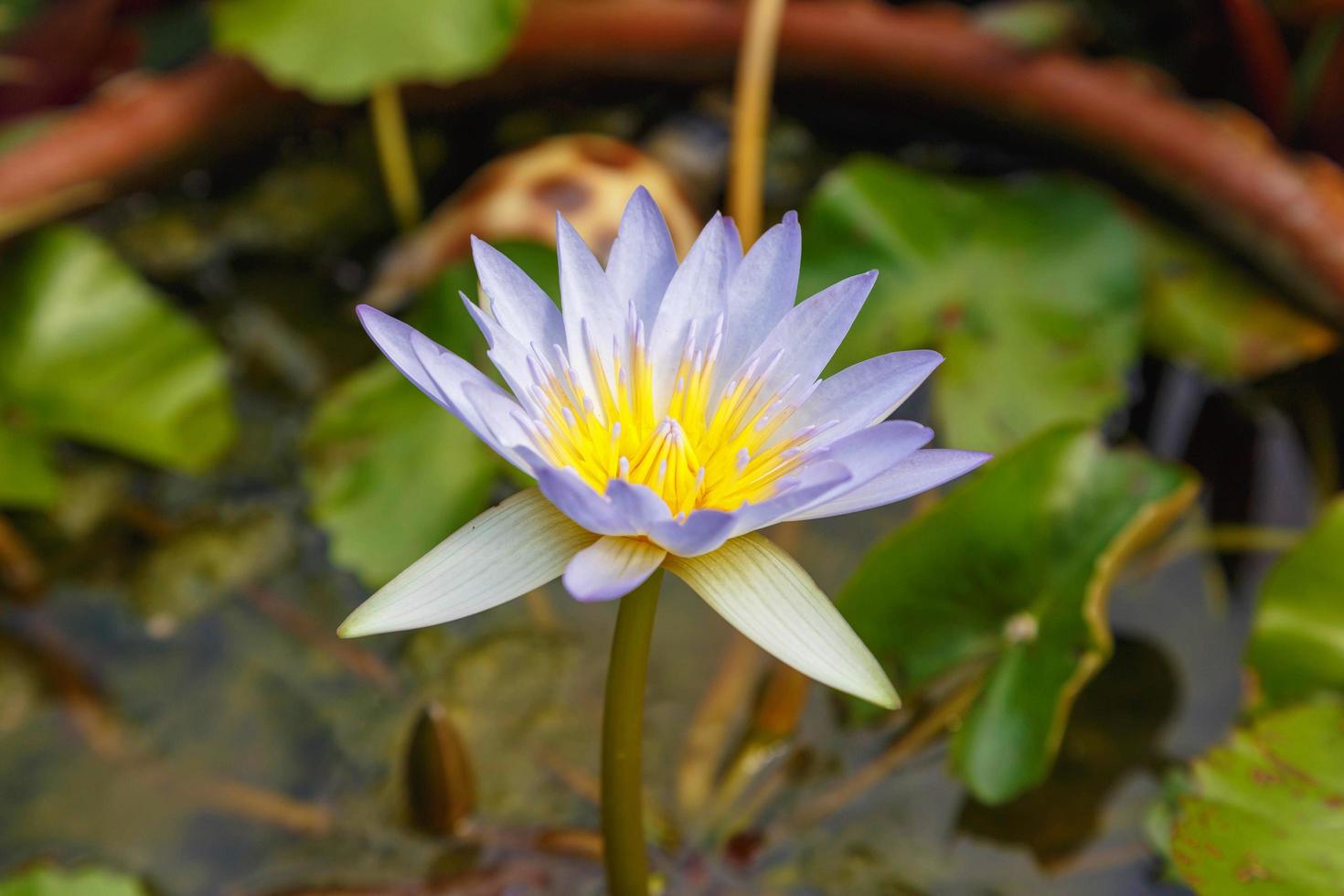 Purple lotus in the water basin photo