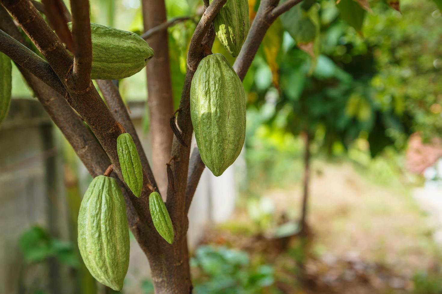 Fresh green un-harvested cocoa pods photo