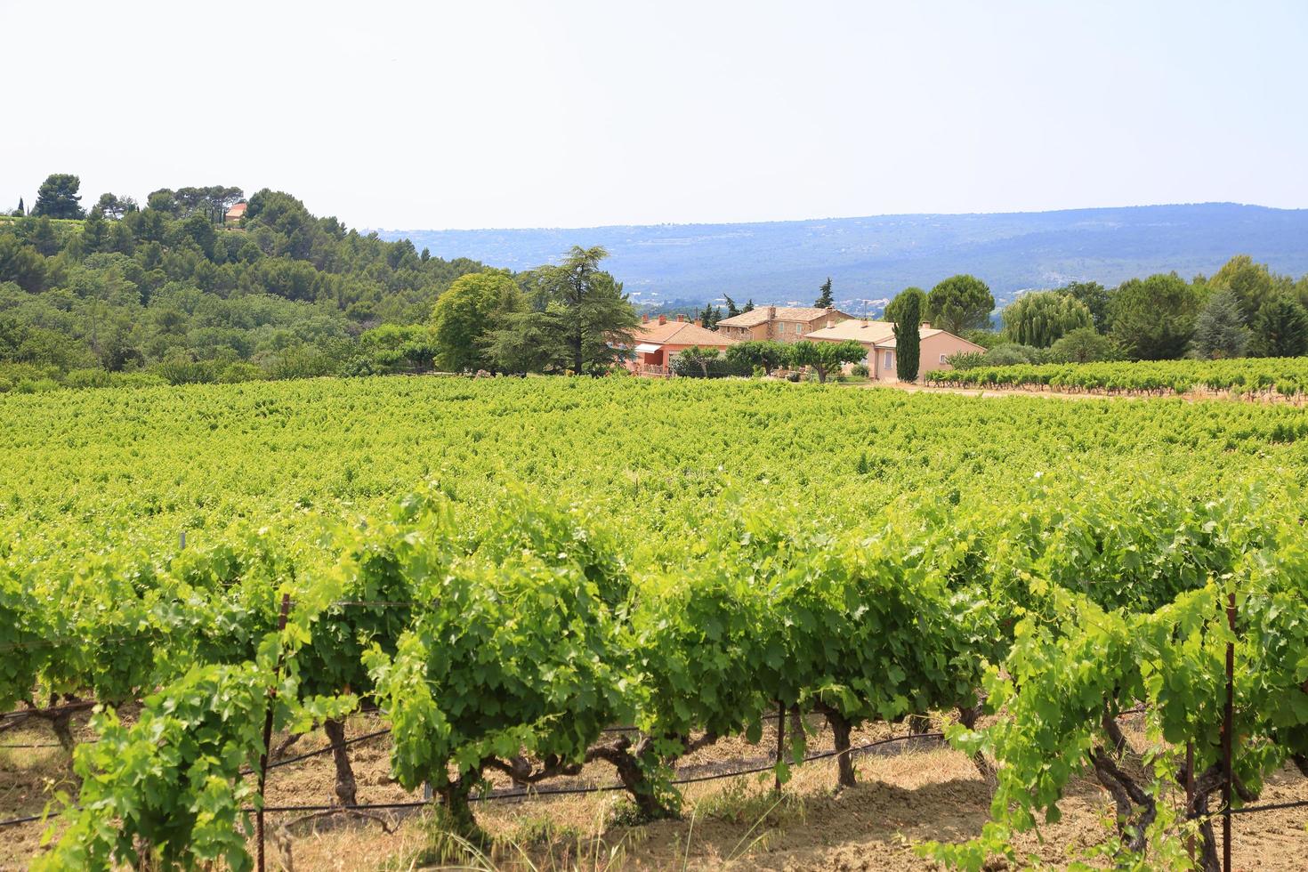 Vineyards of a winery in Southern France photo