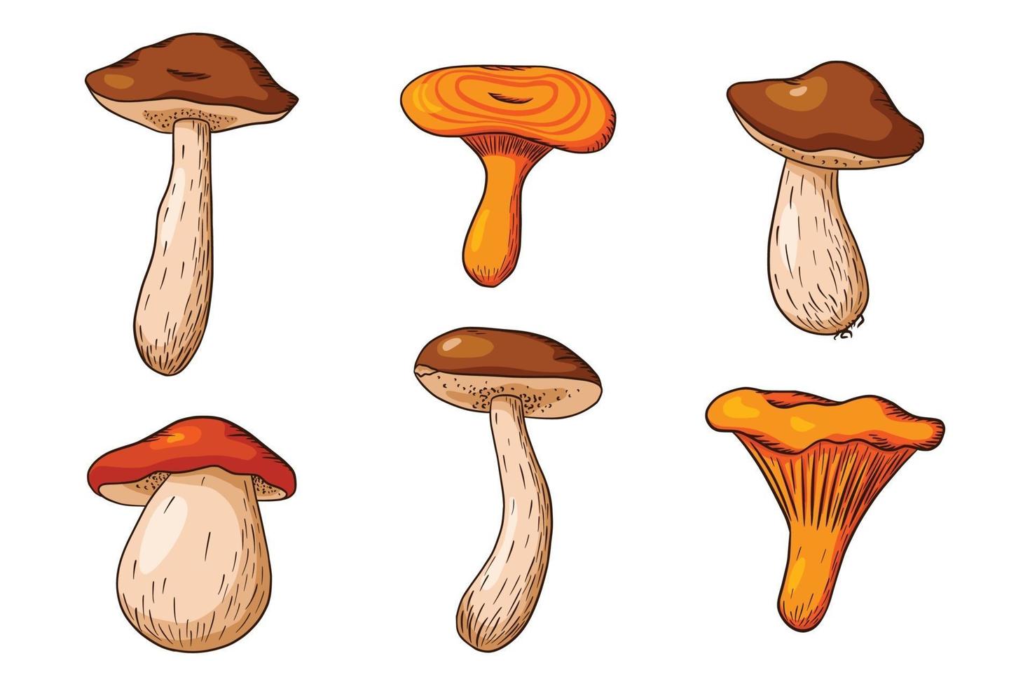 Forest Mushroom Collection vector