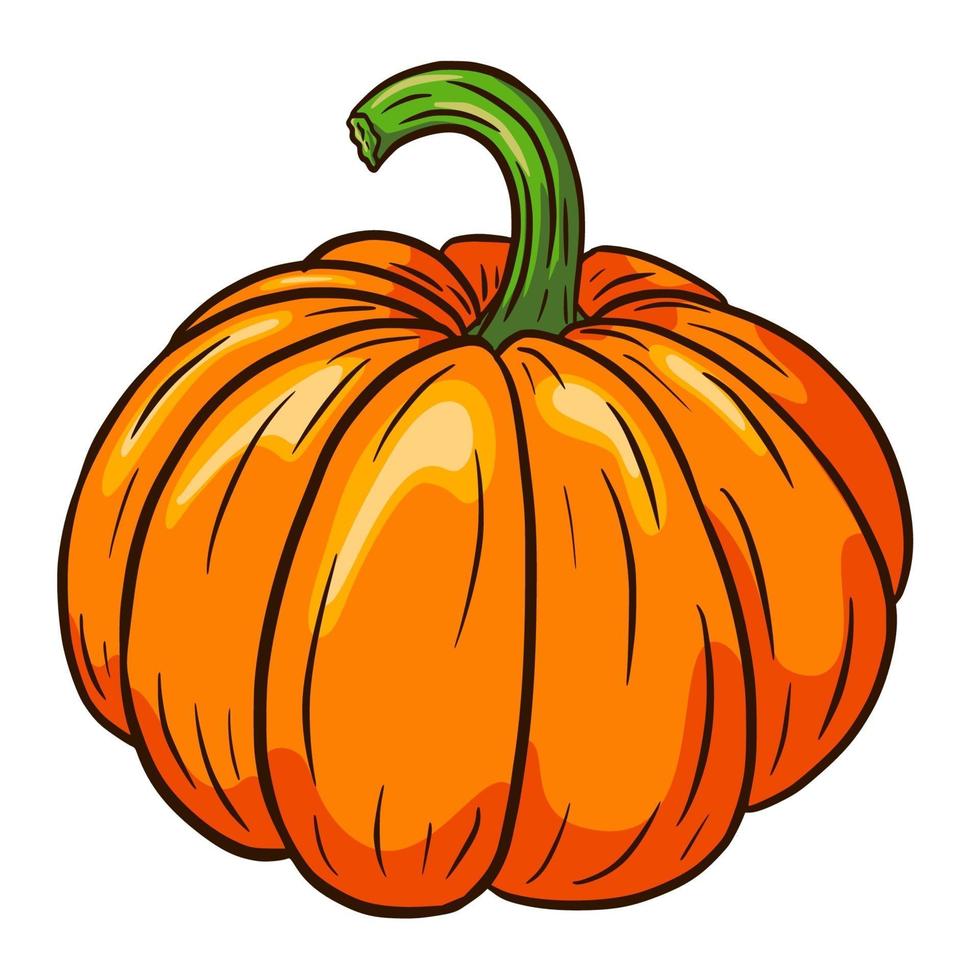 ilustración de calabaza madura vector