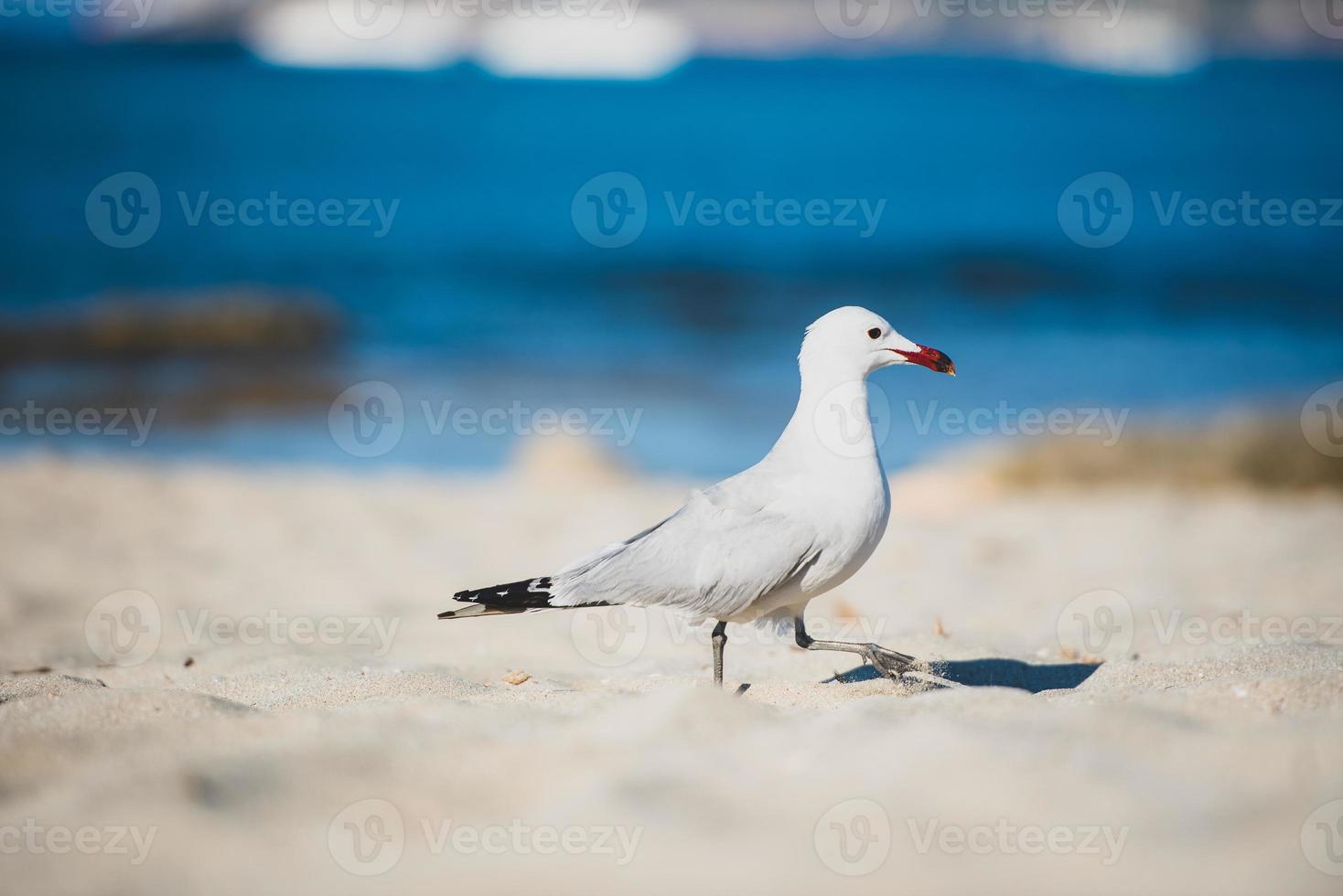 Seagull Es Calo beach in Formentera in the summer of 2021. photo