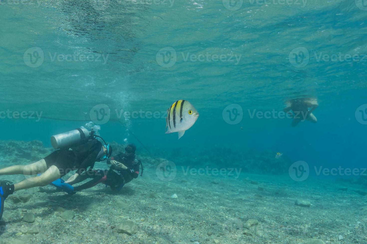 Divers in the Red Sea at Eilat, Israel photo