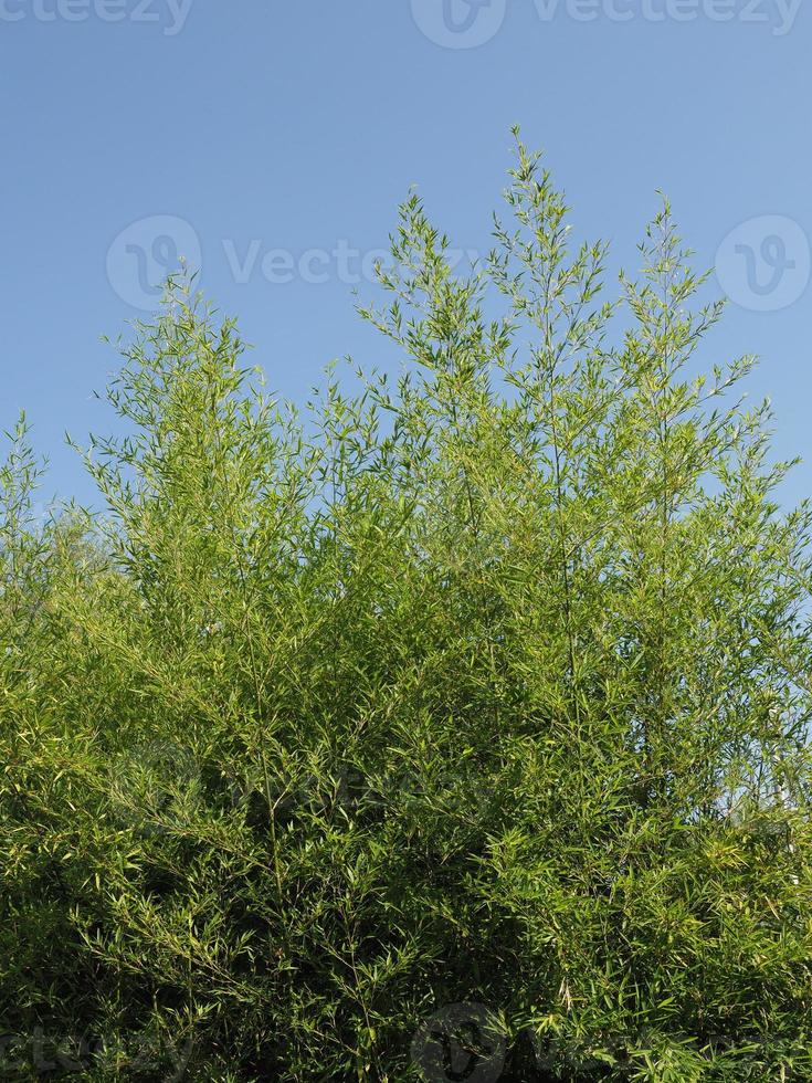 árboles de bambú sobre el cielo azul foto